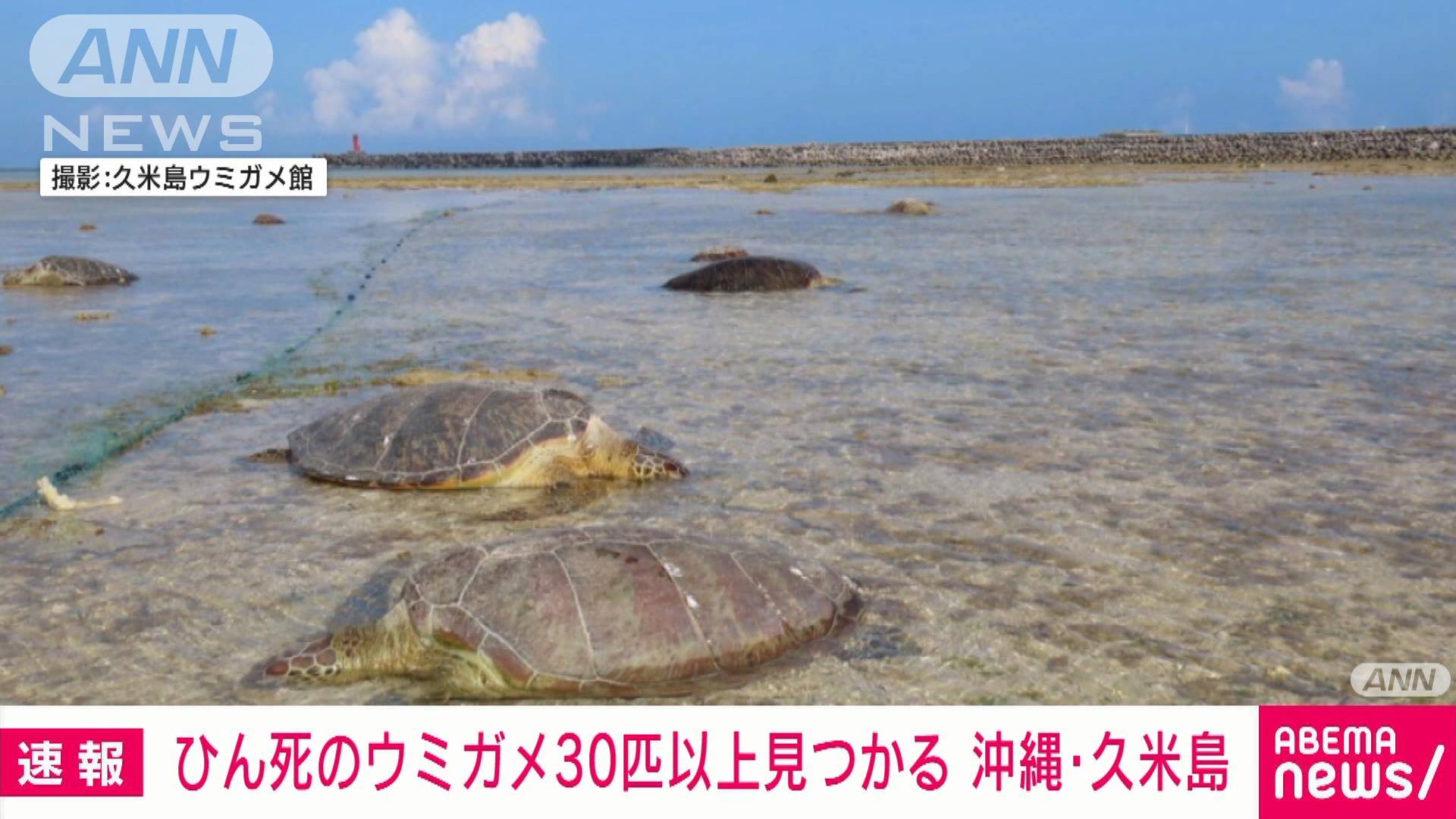 特定 久米島ウミガメを刺した漁師は誰 漁業団体による集団犯の可能性も Kwjournal