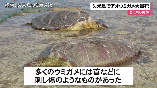 特定 久米島ウミガメを刺した漁師は誰 漁業団体による集団犯の可能性も Kwjournal